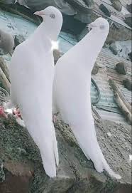 Pin By Necmettin On Ab S Piegon In 2020 Pigeon Animals Arabic Language
