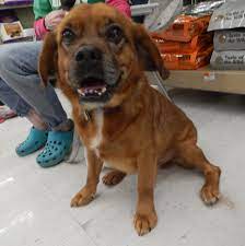 Adopt Max On Petfinder Help Homeless Pets Pet Search Dog Adoption