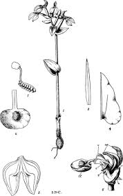 Image result for Disperis reichenbachiana