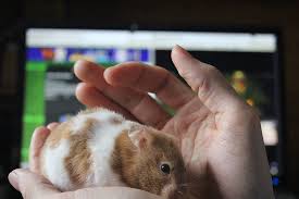 Learn how to feed your hamsters and find out what hamster food and treats should consist of and what it should not to ensure and well rounded healthy feeding your hamster is going to be relatively easy considering all the food options that are available to you. Can Hamsters Eat Guinea Pig Food Is It As Healthy Is It Safe