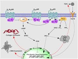 Image result for Adenosine
