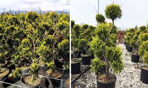 Modern home real preserved boxwood double ball topiary. Topiary Balls Garden Plants Online