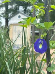Image result for Clitoria
