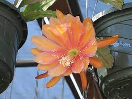 New and featured this month. Epiphyllum Spanish Gold Orchid Cactus Cacti And Succulents Desert Plants