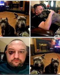 Rescue dogs save owner from attack