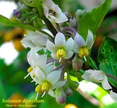 Image result for Solanum