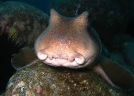 Check Your Swim Wear Sharks May Be Color Blind Shark Species Of Sharks Color Blind