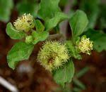 Image result for Cirsium  buchwaldii