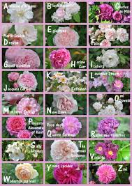 Abecedaire De Roses Les Jardins De Malorie Belle Rose Jardins Planter Des Fleurs