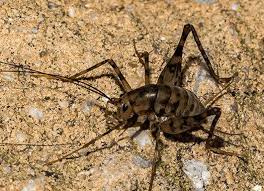 Use proper insulation and roof protection system to prevent the rain from coming in and making your home moist and well heated. Camel Cricket Prevention Tips