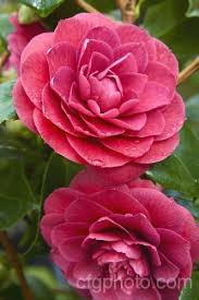 Camellia Sir Victor Davies Camellia Beautiful Flowers Flowering Shrubs