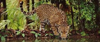 Belize Travel Guide Places To Visit In Belize Jaguar Habitat Jaguar Animal Wildlife Watching