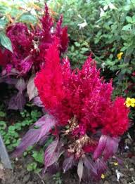 Celosia Argentea Plants Flowers Flower Garden