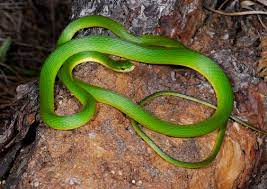 Pin By Alexandr Kolesov On Rough Green Snake Green Snake Beautiful Snakes Snake