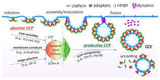Clathrin is a protein that plays a major role in the formation of coated vesicles. Mechanisms Regulating Clathrin Mediated Endocytosis Schmid Lab Ut Southwestern