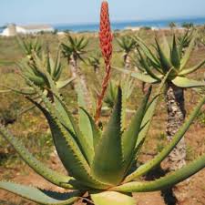 Image result for Aloe arborescens × inyangensis