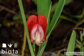 Image result for Lathyrus sphaericus