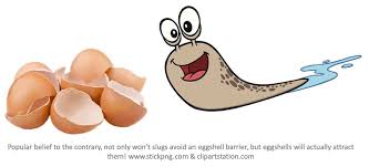 We did not find results for: Garden Myth An Eggshell Barrier Will Protect Against Slugs Laidback Gardener