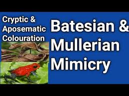 Batesian mimicry müllerian mimicry aposematic coloration. Students Com