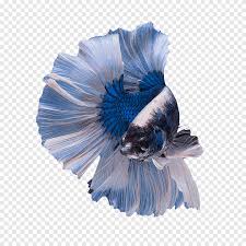 All bettas go through a couple stages of pigment development. Blue And White Betta Fish Siamese Fighting Fish Freshwater Fish Male Territory Betta Blue Animals Png Pngegg