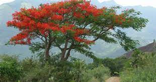 Plantscapers Poinsettia Tree In Mexico Poinsettia Tree Unique Trees Poinsettia
