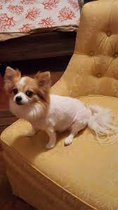 Goosie Shaved Love My Long Haired Chi Cute Animals Animals Animal Kingdom