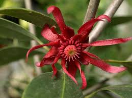 Apr 11, 2019 · although native to the deep south, illicium floridanum has proved winter hardy at jenkins for over 30 years. Illicium Floridanum Anise Tree Florida Anise Tree Mexican Anise Tree North Carolina Extension Gardener Plant Toolbox