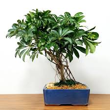 Die Strahlenaralie Schefflera Arboricola Ist Eine Beliebte Zimmerpflanze Die Auch Als Bonsai Gezuchtet Werden Kann Plants