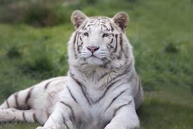 Lequel de ces animaux vous a le plus impressionné ? Animaux En Voie De Disparition 20 Especes En Danger