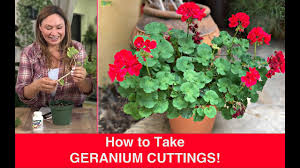 Image result for cuttings of geraniums