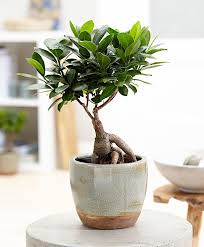 Care For The Ficus Bonsai Tree Retusa Ginseng Bonsai Ficus Ficus Bonsai Tree Bonsai Tree Care