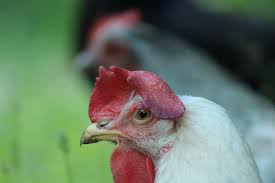 صور لـ دجاجة دواجن الزراعة مسافة مفتوحة دجاج حيوان