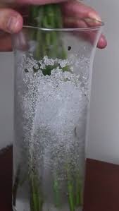 Das Wundermittel Fur Pflanzen Pflanzen Bepflanzung Garten