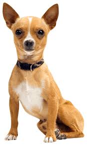 They should get sleeker with age as they lose their how big or how small is your fido based on our chihuahua growth chart? Chihuahua Training Temperament Health Trainpetdog