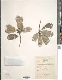 Image result for Manilkara koechlinii