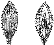 Image result for Digitaria ternata