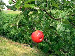 Check spelling or type a new query. Apple Tree Care Maine Organic Farmers And Gardeners
