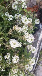 White Alyssum Alyssum Florida Plants Plants