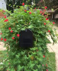 Image result for Ipomoea quamoclit