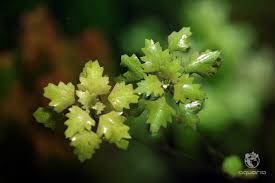 Image result for Trapa