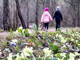 ———— este queso lo elabora el caseificio la bottera en la localidad de riforano una aldea que es parte del municipio de marzo fiorellini bianchi sottobosco : 3 Fiori Primaverili Che Sbocciano Nei Boschi Di Montagna In Primavera