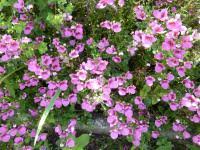 Image result for ostruhatka