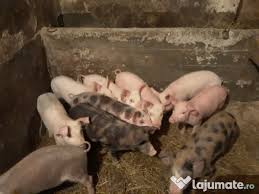 Casa de vânzare o mica ferma de familie. Purcei Grasuni Rasa Pietrain Sibiu Adroi Zoo