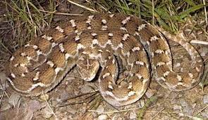 Jafaree Snake مار جعفری Echis Carinatus Multisquamatus Viper Serpent Snake