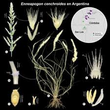 Image result for Enneapogon cenchroides