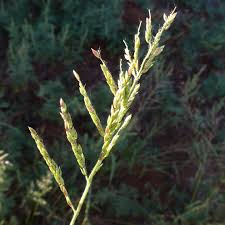 Image result for Eriochloa procera