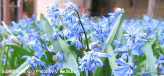 Maybe you would like to learn more about one of these? Plant Bulbs For Early Spring Color Springbulbshow Nebraska Extension In Lancaster County
