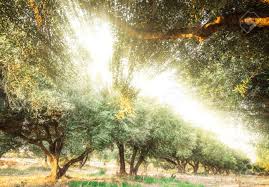 In reality, the actor is trying to persuade the actress that they should get married. Sunlight Shining Through The Olive Trees In The Garden Stock Photo Picture And Royalty Free Image Image 78617356