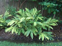 Variegated Shell Ginger 3 Total 3 Gal Ginger Plant Plants Shade Tolerant Plants