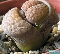 説明と写真付きのリトプスの種類 False Truncated Lithops Pseudotruncatella Karas Karasmontana Aucamp Aucampiae Hooker Hookeri など ホーム植物